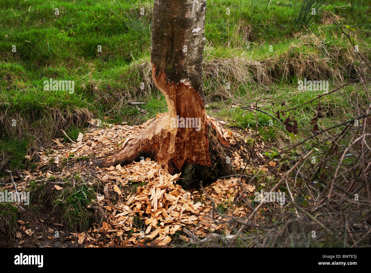 Baum-Schäden, die durch europäische Biber-Castor Fiber Stockfoto