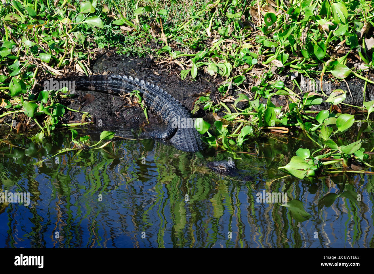 Alligator, New Orleans-Sümpfe Stockfoto