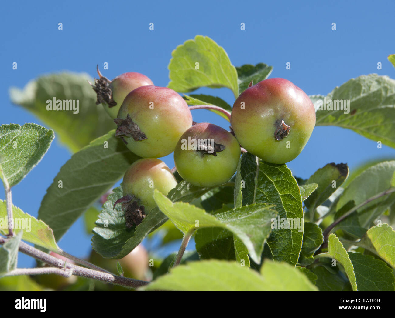 Alnwick Evereste Zierapfel Apfelfrucht Baum Pflanze Pflanzen Baum Bäume Apfel Äpfel Rosengewächse Laub "Crab Apple" "Holzäpfel" Stockfoto