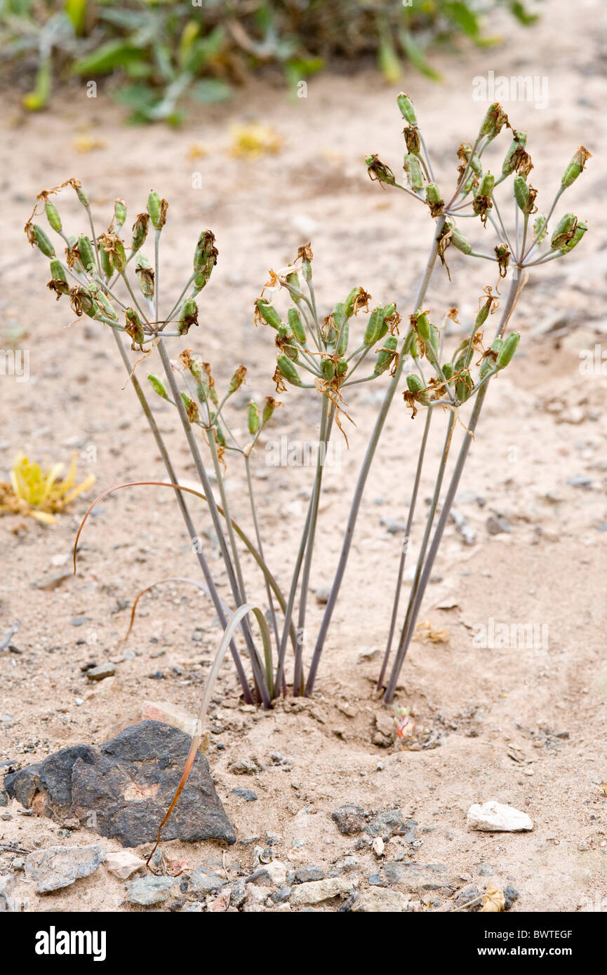 Leucocoryne SP. Samenkapseln Totoral Atacama El Norte Chico Chile Südamerika in der Nähe von September 2010 Stockfoto