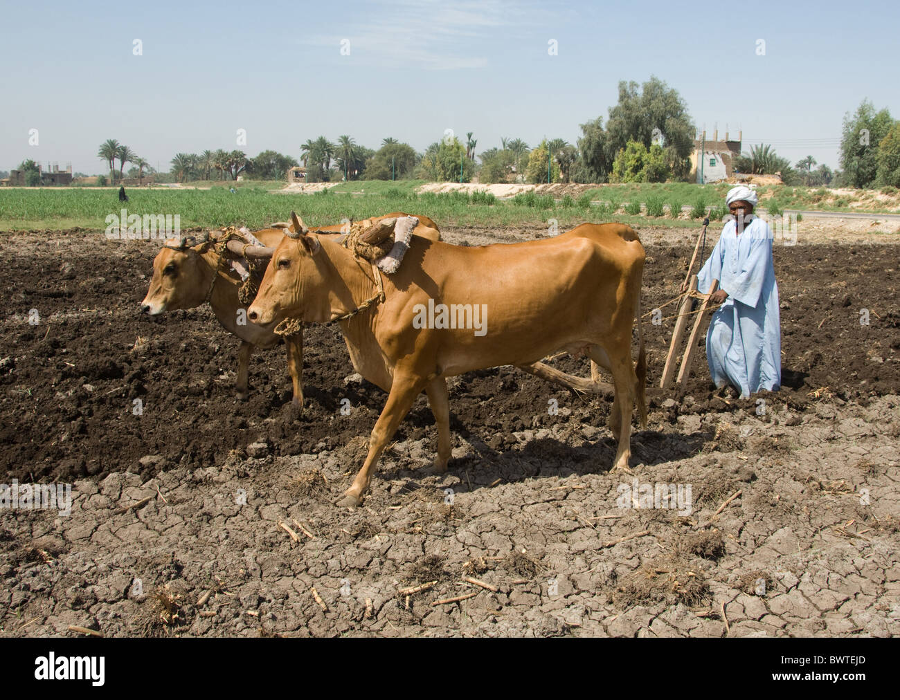 Ägypten Luxor Westbank Landwirtschaft Sesam Pflügen hölzernen Pflug säen Rinder Kuh Kühe Artengemeinschaft Horntiere inländischen domestizierten Bauernhof Stockfoto