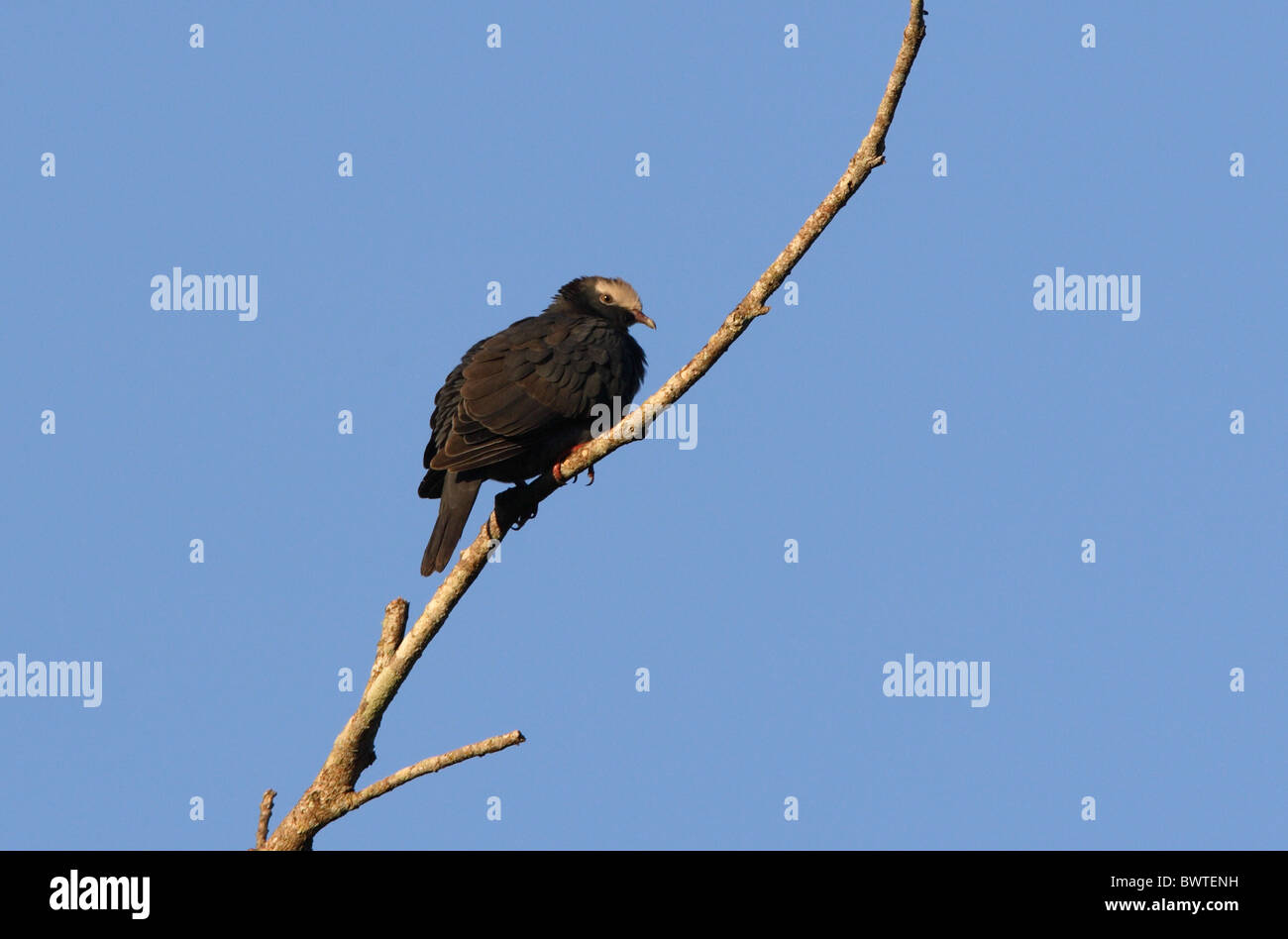 White-gekrönte Taube (Columba Leucocephala) Erwachsene, thront auf Toten Ast, Marshalls Stift, Jamaika, november Stockfoto