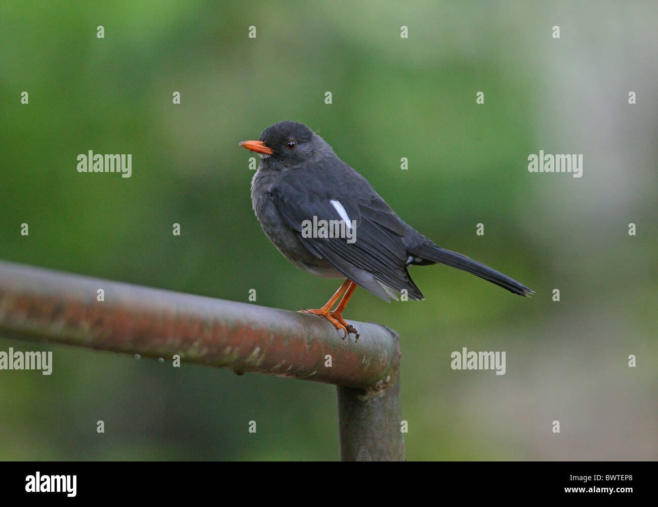 White-chinned Drossel (Turdus Aurantius) Erwachsene, gehockt Metalltor, Marshalls Stift, Jamaika, november Stockfoto