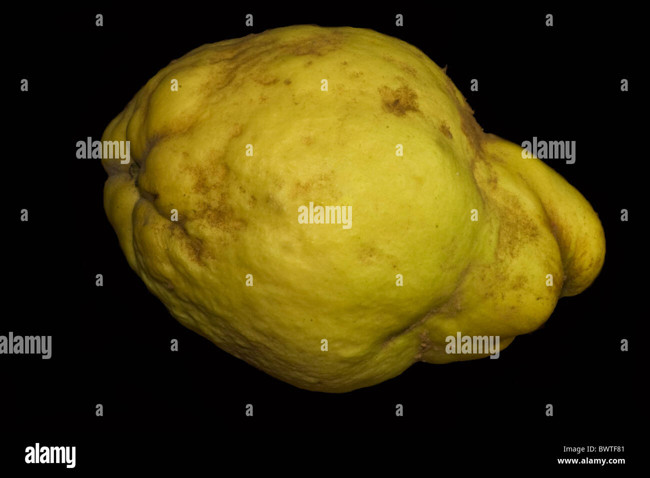 Cydonia Oblonga Vranja Bereczki knubbeligen Frucht Früchte essbar birnenförmig aromatische Marmelade essen essende Essen Essen frisch Fütterung wachsen Stockfoto