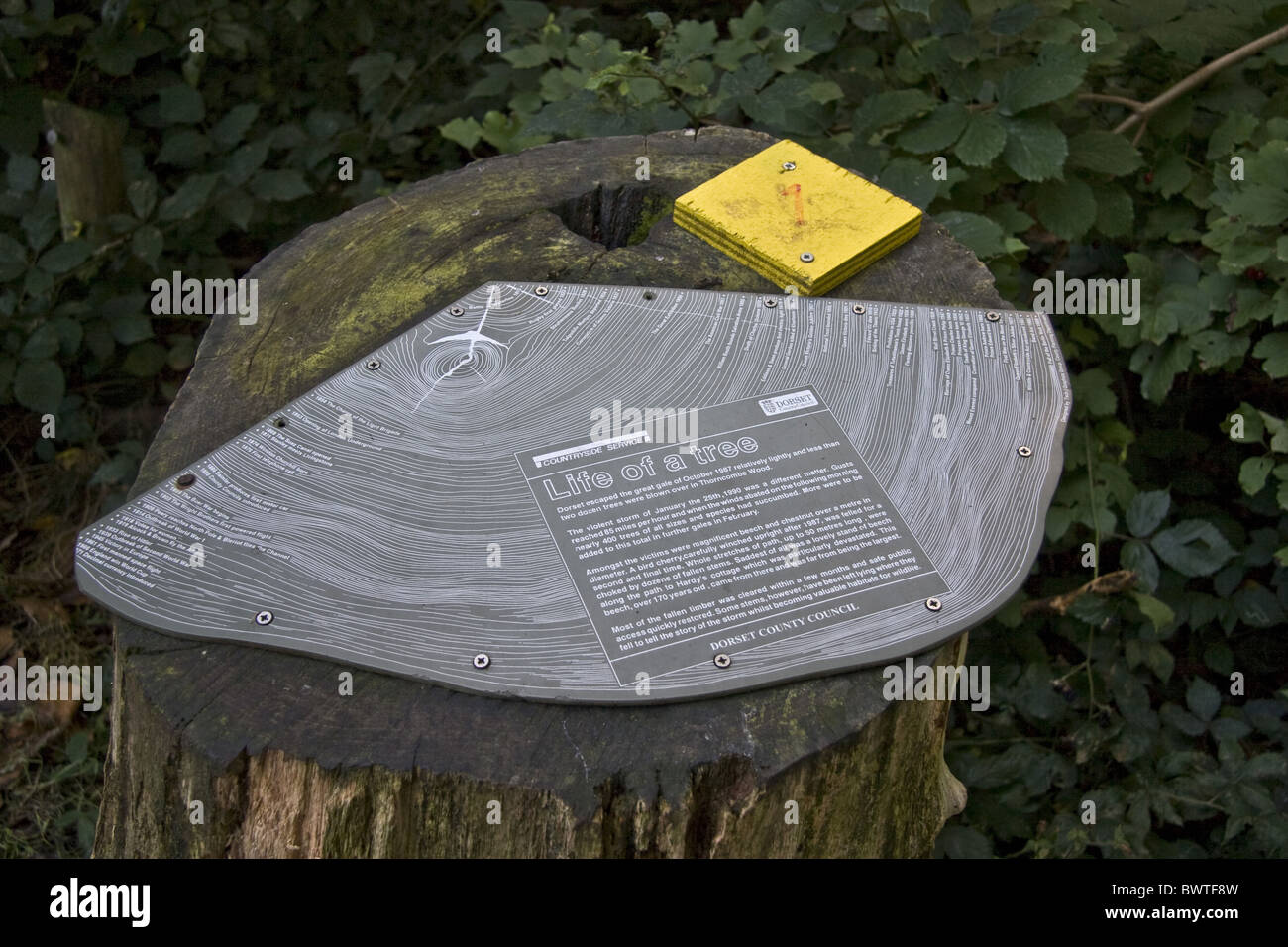 Geschichte Baum Ring Ringe Alter, die Alterung aus dem alten Datum Fix dendrologische Dendrochronologie Chronologie Dorset England englische behoben Stockfoto