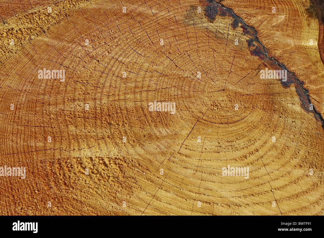 Wald geschnittenen Holz Alter Endringe Harz Log Kiefer Rinde Baum Bäume Restring Ringe Pflanze Pflanzen Wachstum jährlich Alter Natur Stockfoto