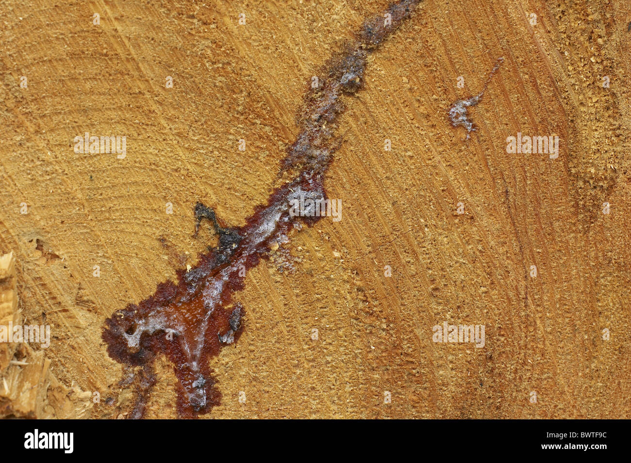 Kiefer-Log Harz Alter Ringe schneiden Ende Holz Wald Baum Bäume Restring Ringe Pflanze Pflanzen Wachstum jährlich Alter Natur Stockfoto