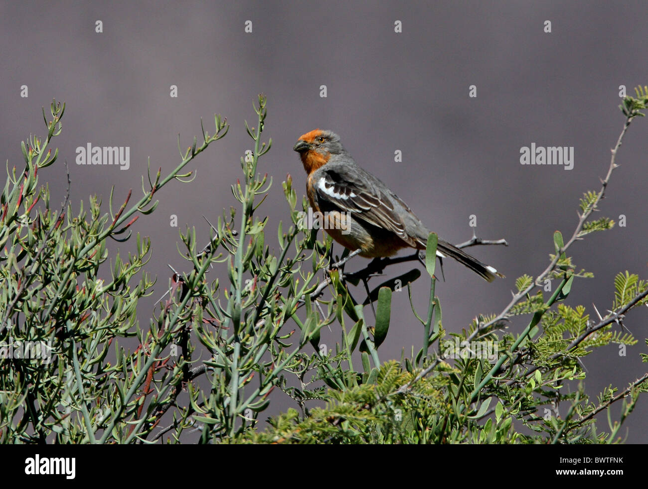 White-bestückte Plantcutter (Phytotoma Rutila) Männchen, thront im Busch, Salta, Argentinien, Januar Stockfoto