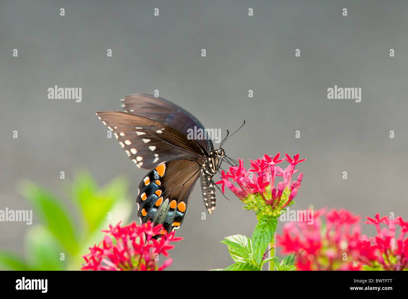 Schwarzen Schwalbenschwanz Schmetterling (Papilio Polyxenes) ernähren sich von roten Penta Blume (Penta Lanceolata). Stockfoto