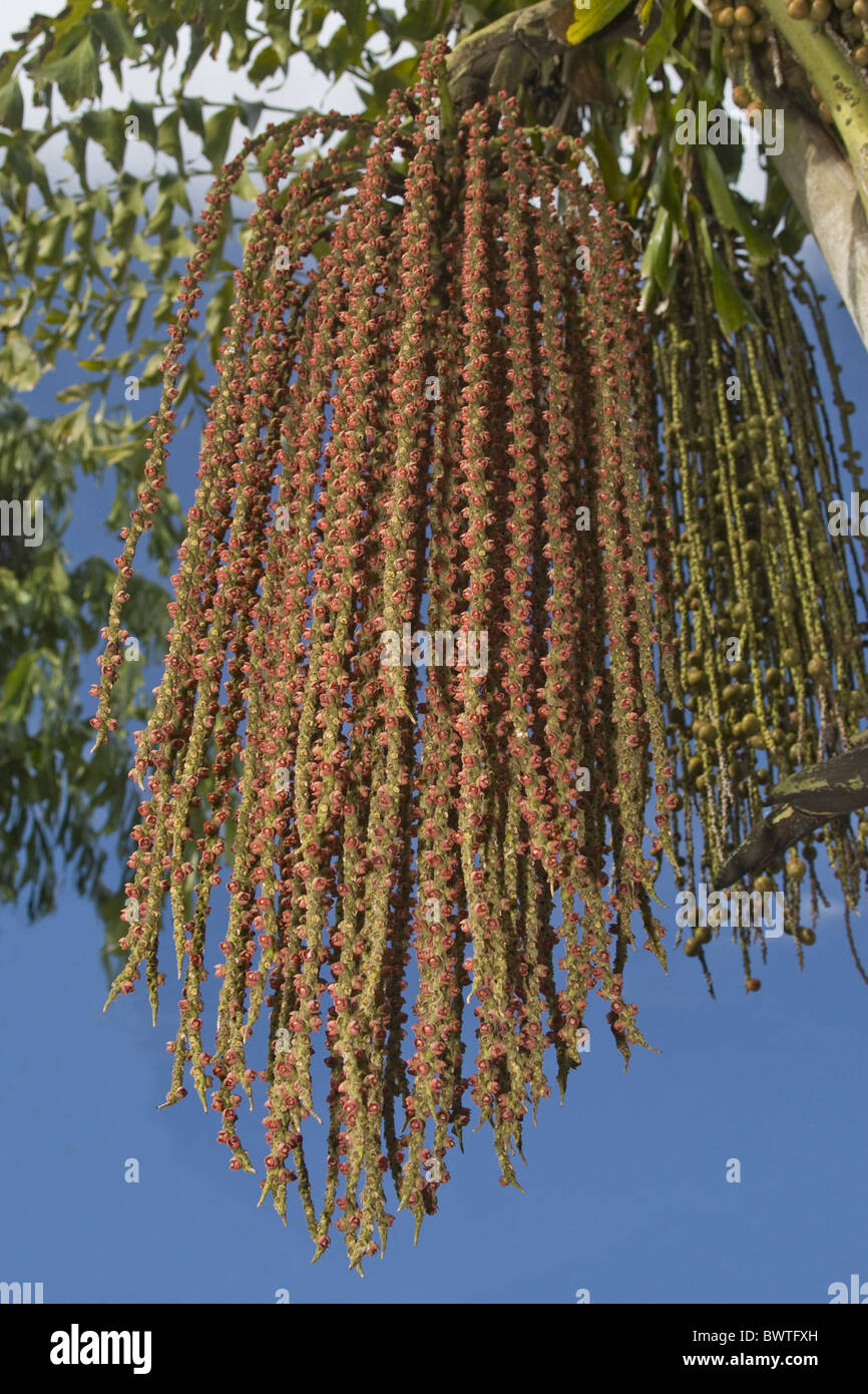 Palmsonntag Asien Asiatische South East Asia Fishtail Palm Caryotas sp Caryota Mitis Makro Nahaufnahme Close Close up Rot Blume Blüte Stockfoto