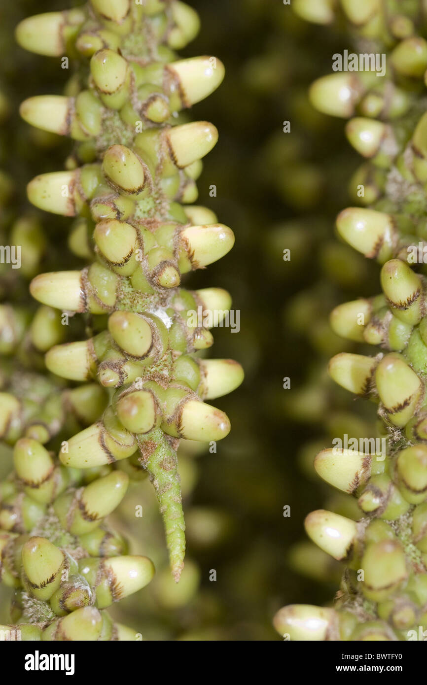 Palmsonntag Asien Asiatische South East Asia Fishtail Palme Caryota Mitis hautnah Caryotas sp Closeup enge Makro junge Frucht Früchte Stockfoto