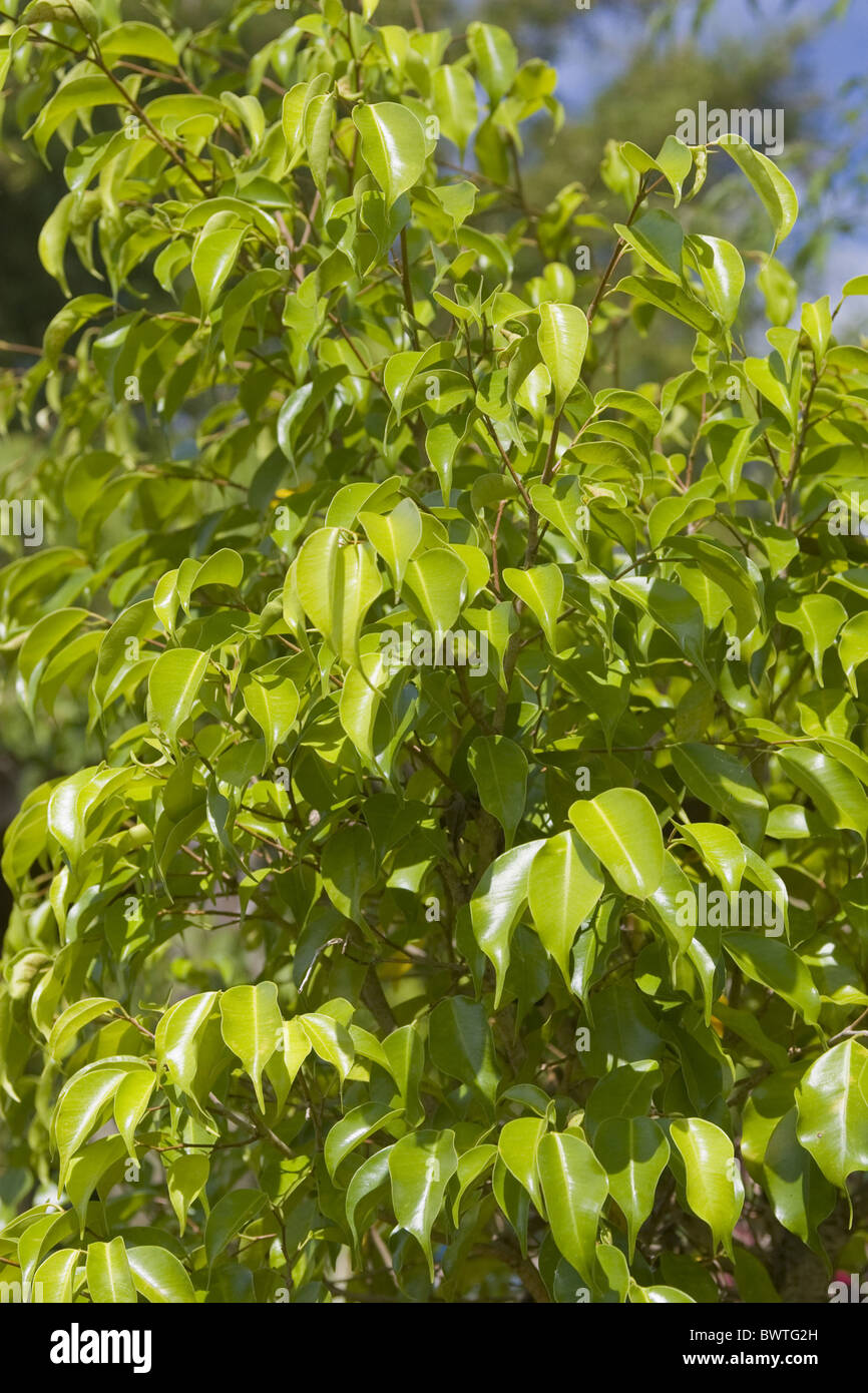 Ficus Benjamina Bejamina Ficus Feigenblatt verlässt Garten dekorative  Pflanze Pflanzen Baum Bäume Palawan Philippine Pflanze Pflanzen Baum  Stockfotografie - Alamy