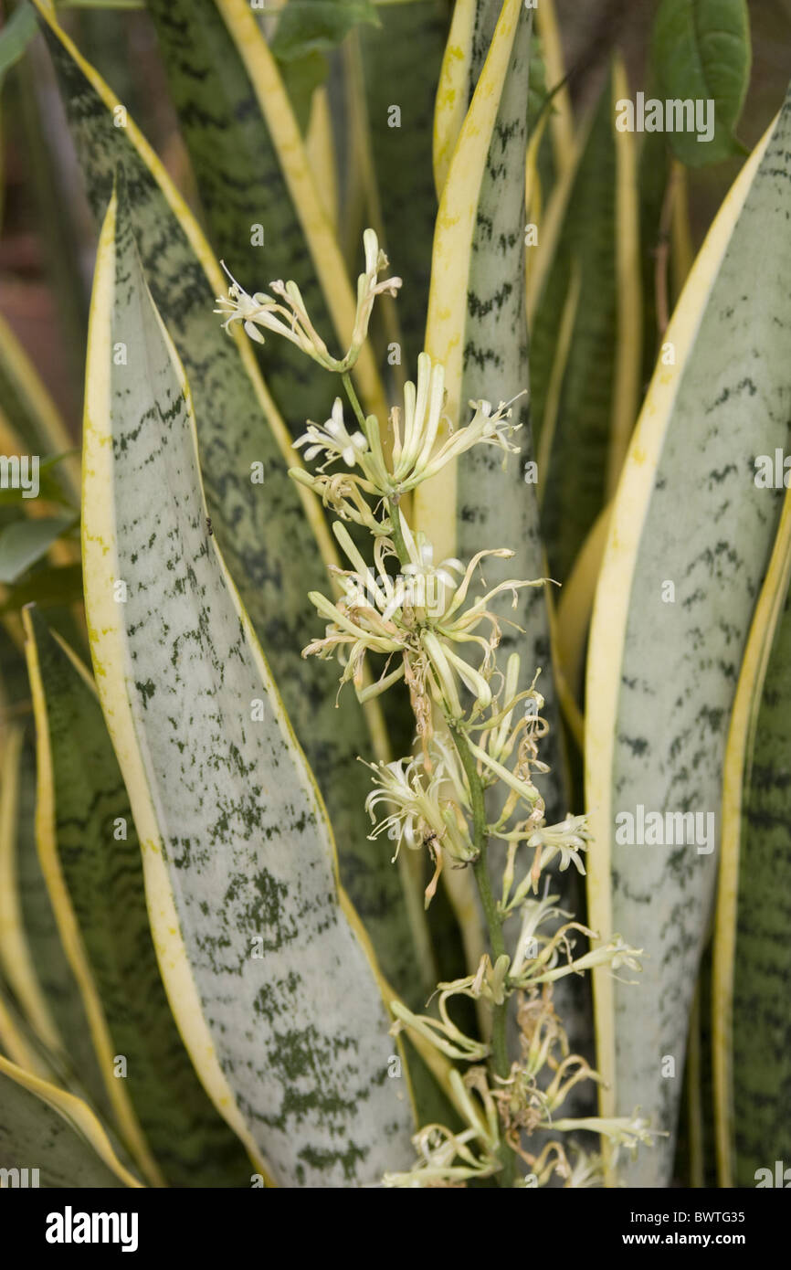 Sansevieria blten -Fotos und -Bildmaterial in hoher Auflsung  Alamy