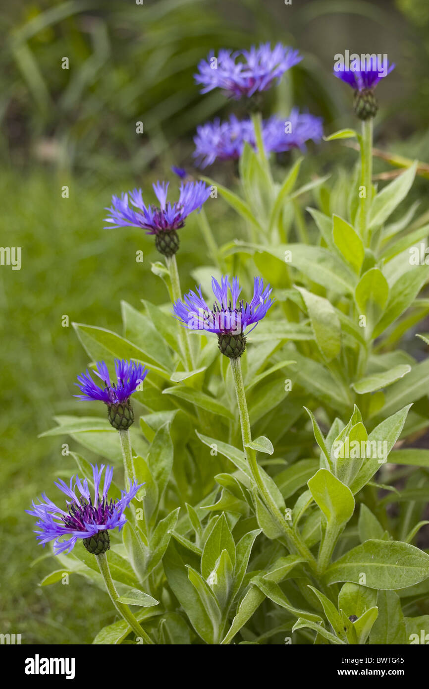 Berg Kornblume ausdauernde Kornblume Berg Bluet Centaurea
