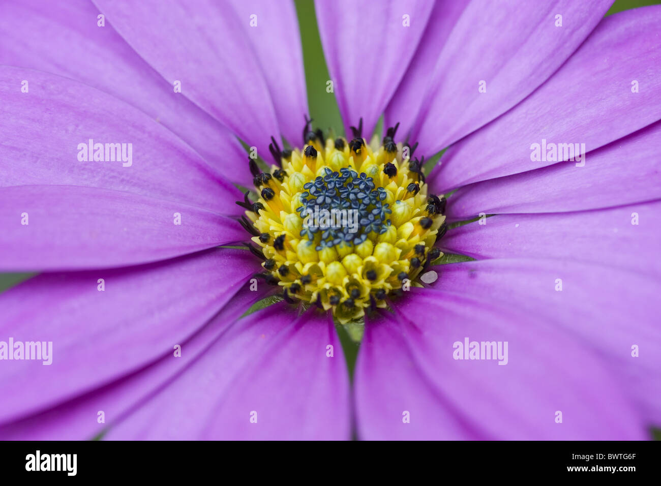 Asteraceae Herbers Gänseblümchen Osteospermum Fruticosum mehrjährige Stauden Makro enge enge Upl lila Blume Blüte Stockfoto