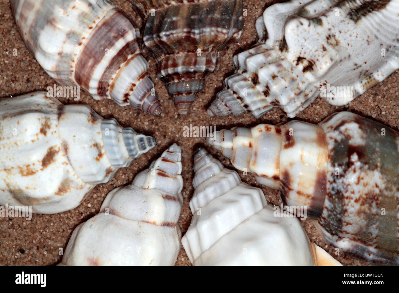 Sechs gemusterte Meeresschalen, die geometrisch auf Sand angeordnet sind Stockfoto