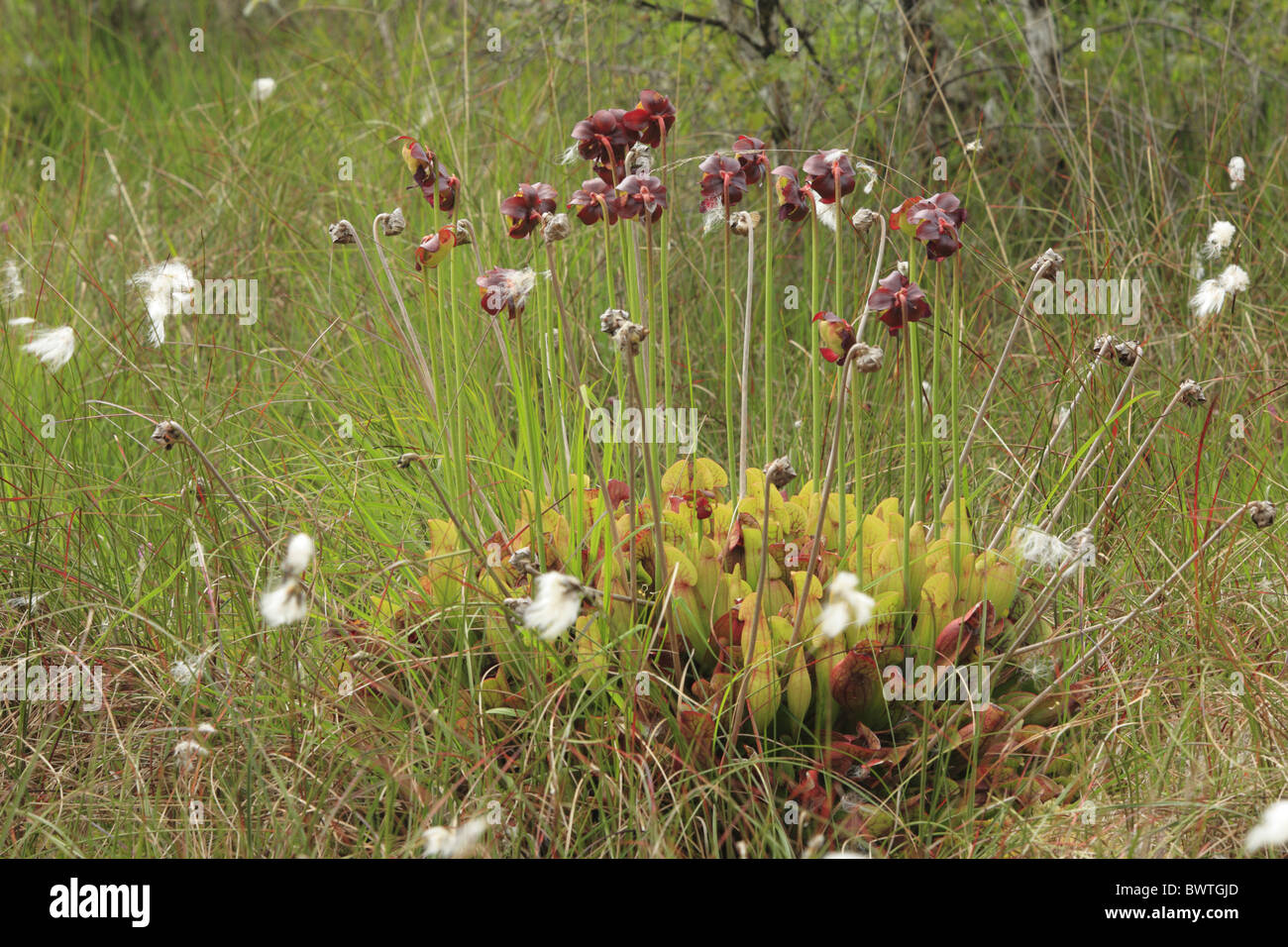 Lila Schlauchpflanze (Sarracenia Purpurea) Blüte, eingeführte Arten, im Tiefland Moor, Whixall Moos Nature Reserve, Stockfoto