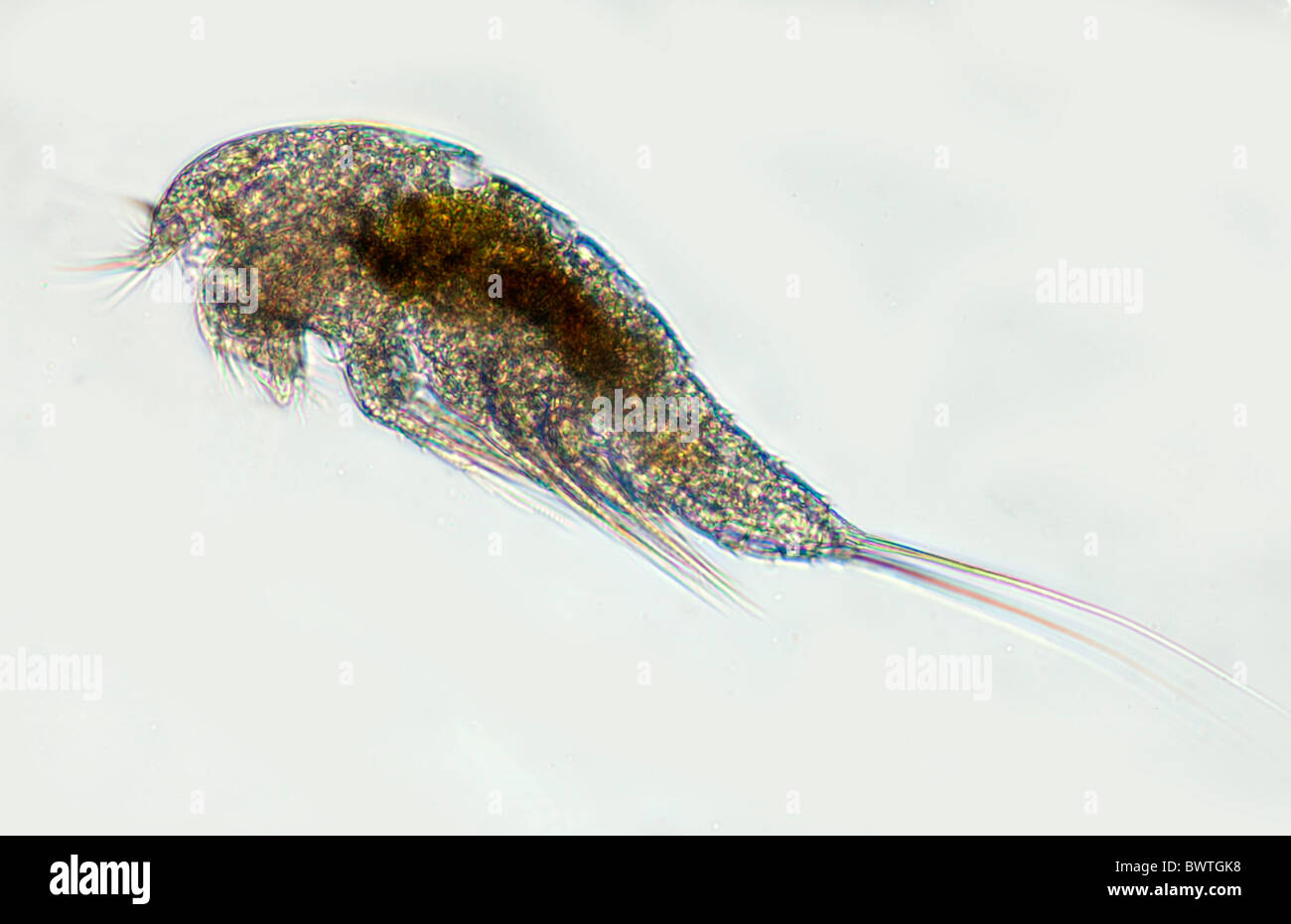 Mikroskopische Marine Krebstiere Stockfoto