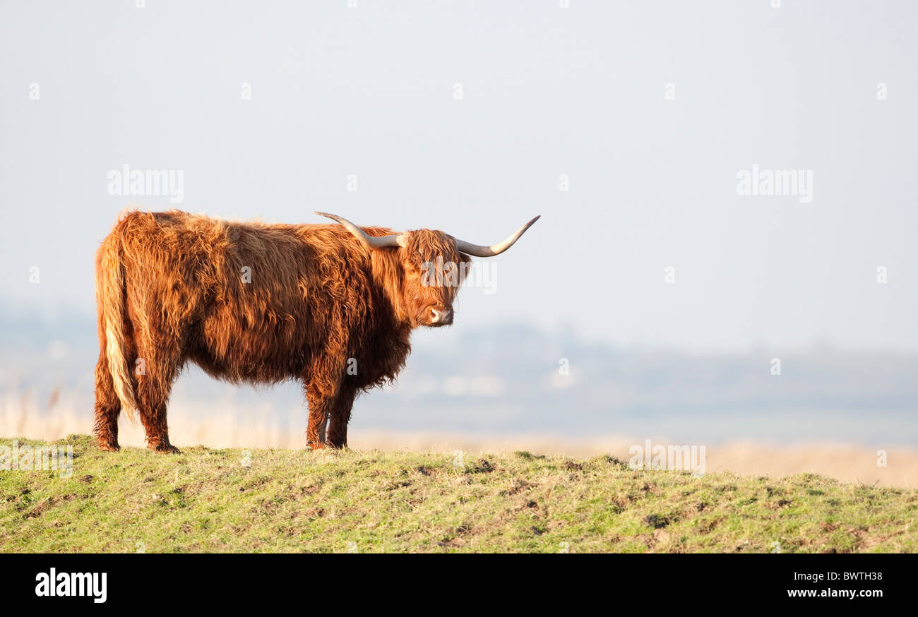 Hochlandrinder Kent UK Stockfoto