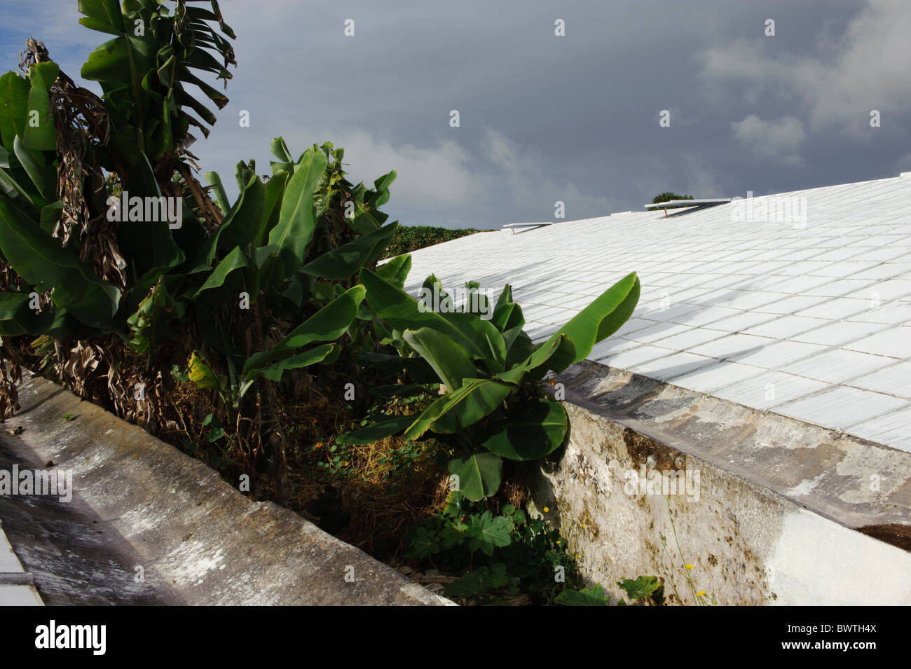 Ananas-Plantage Arruda in Faja de Baixo, Insel Sao Miguel Stockfoto