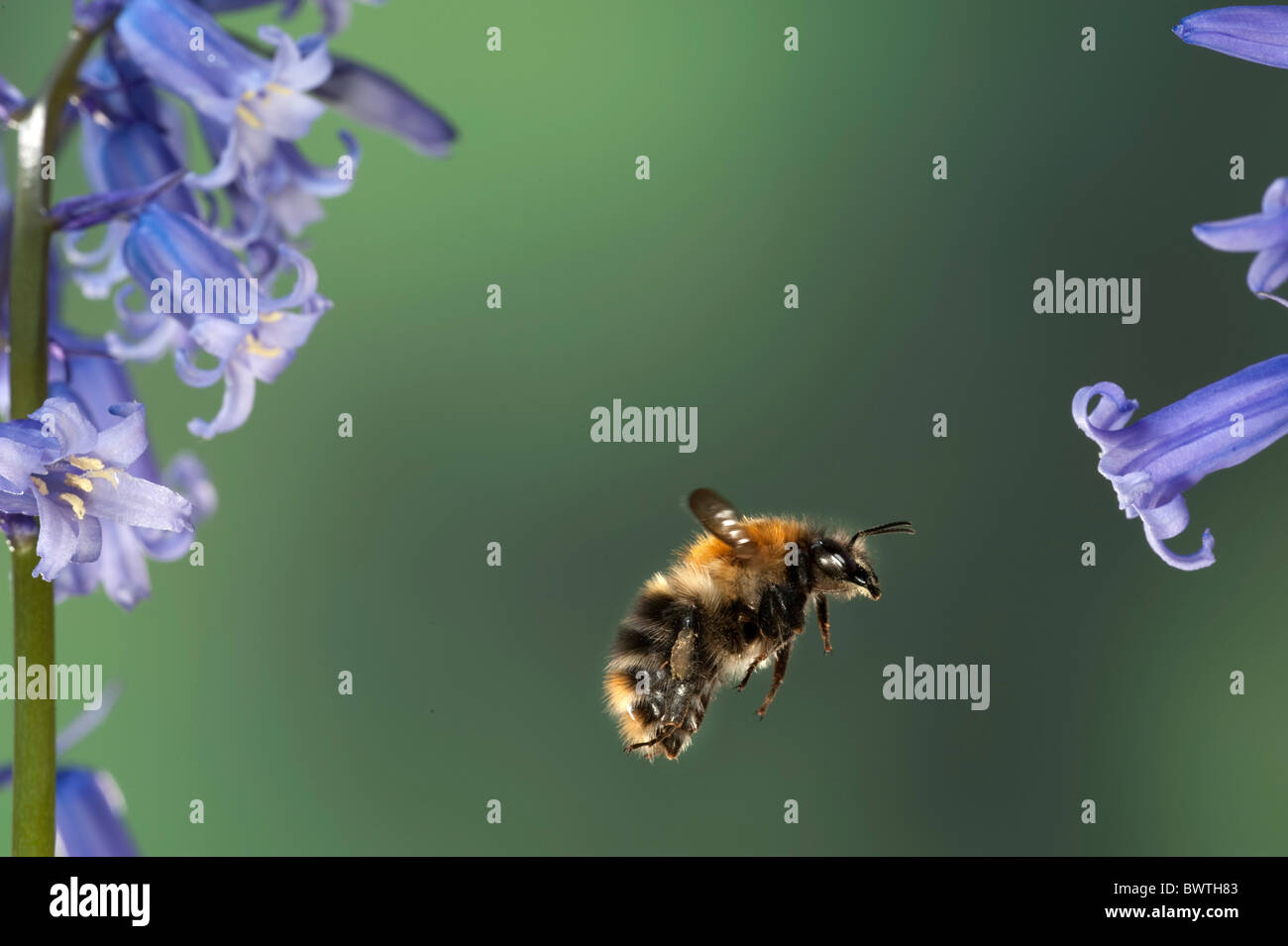 Gemeinsamen Carder Bumble Bee Bombus Pascuorum im Flug Stockfoto