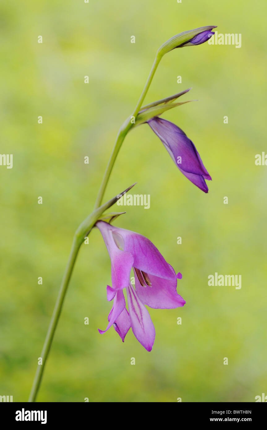 Art gladiolen Fotos und Bildmaterial in hoher Auflösung Alamy
