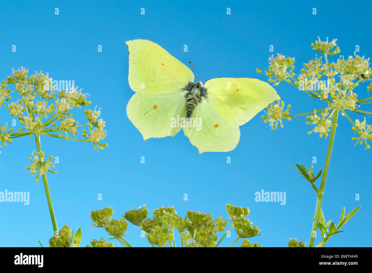 Brimstone Schmetterling Gonepteryx Rhamni im Flug UK Stockfoto