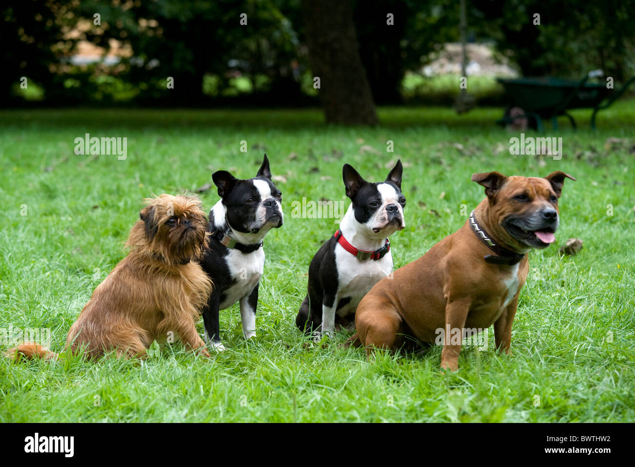 Gruppe von Hunden zusammen UK Stockfoto