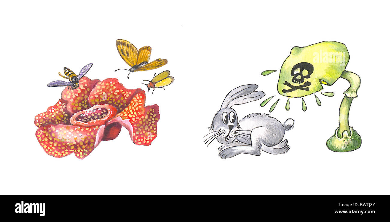 Rafflesia und Amanita phalloides Stockfoto