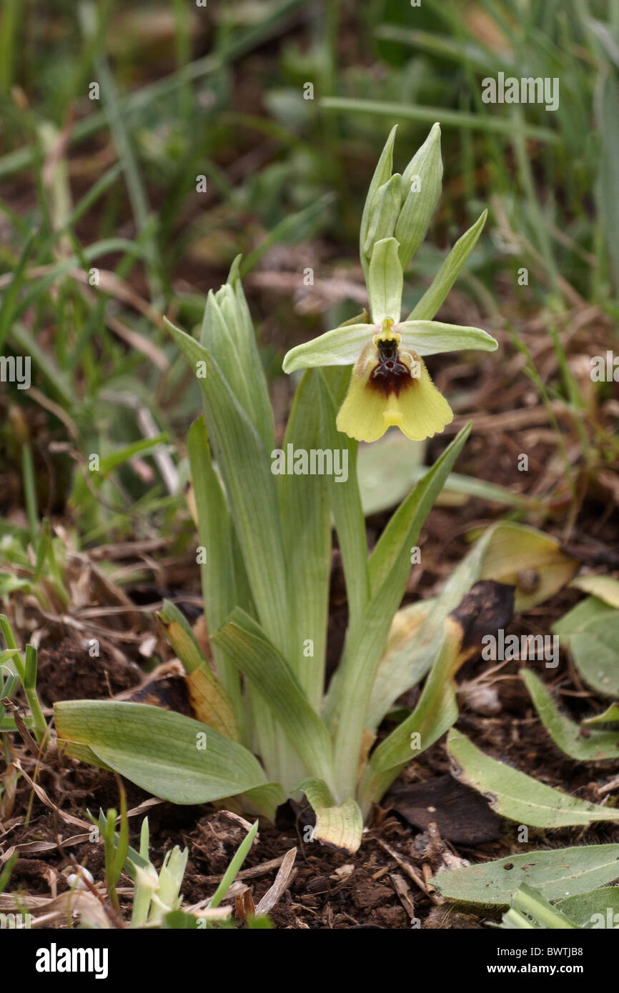 Lacaita Orchidee Ophrys Lacaitae blühenden Wiese Stockfoto
