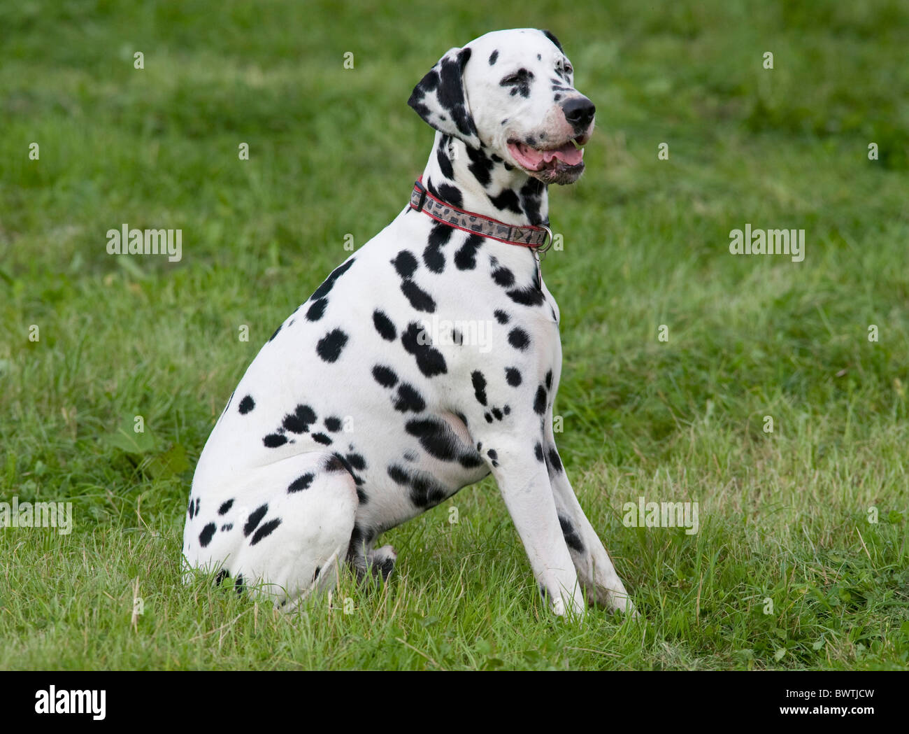 Dalmatiner UK im Garten Stockfoto