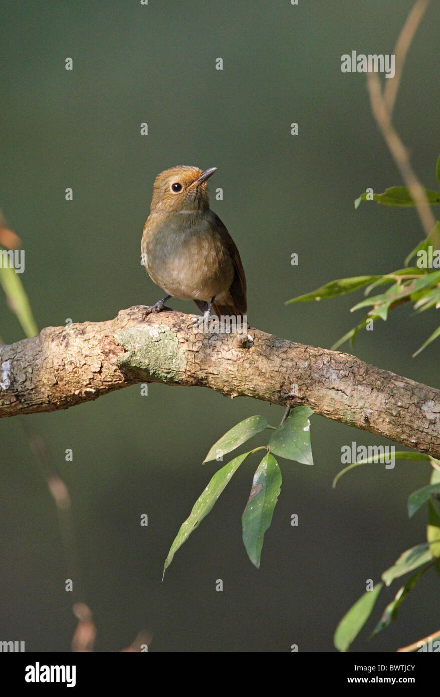 Kleine Niltava (Niltava Macgrigoriae) Erwachsenfrau thront auf Zweig, Kathmandu, Nepal, Februar Stockfoto