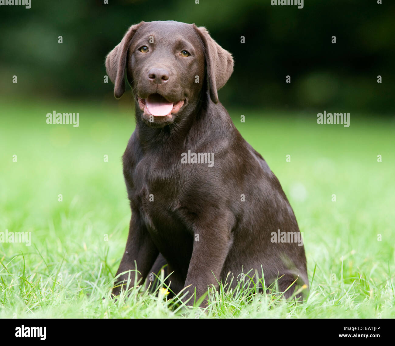 Labrador Retriever Welpe UK Stockfoto