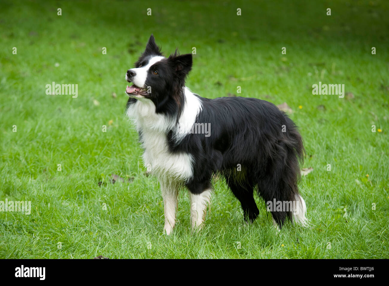 Border-Collie Hund UK Stockfoto