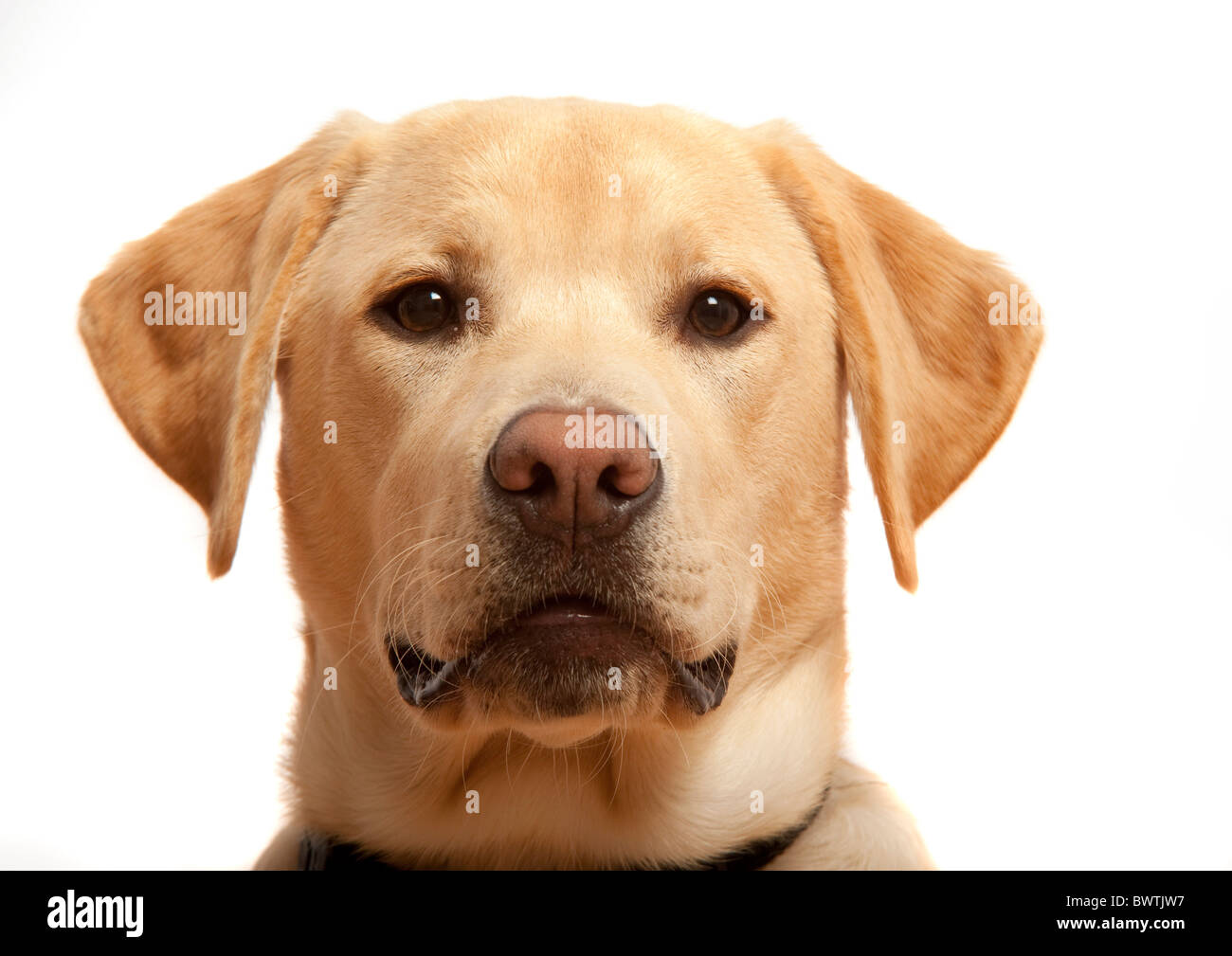 Labrador Retriever UK Stockfoto