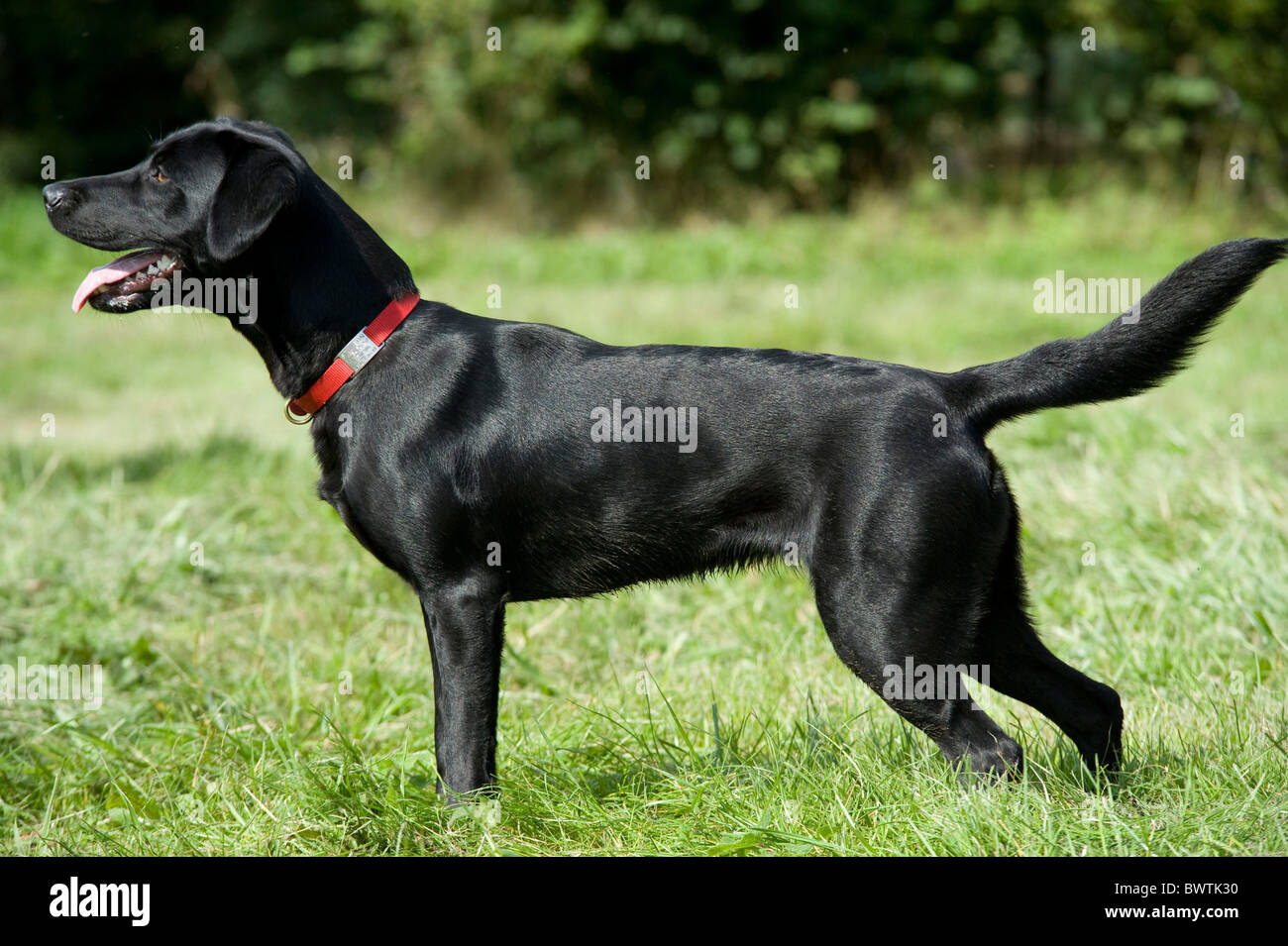 Schwarzer Labrador Retriever Hund UK Stockfoto