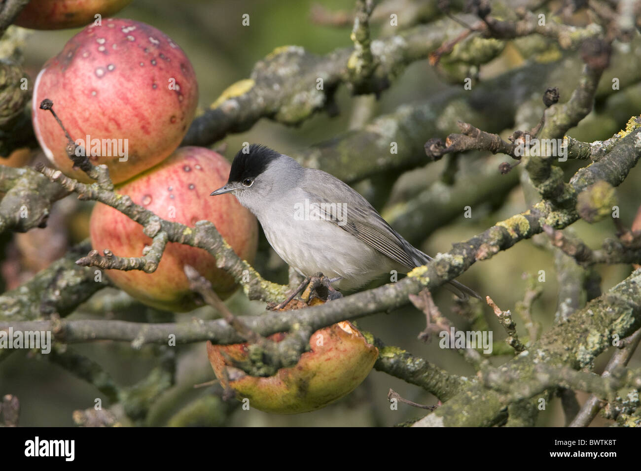 Erwachsene männliche Mönchsgrasmücke (Sylvia Atricapilla), Fütterung auf Äpfel im Baum, England, Dezember Stockfoto