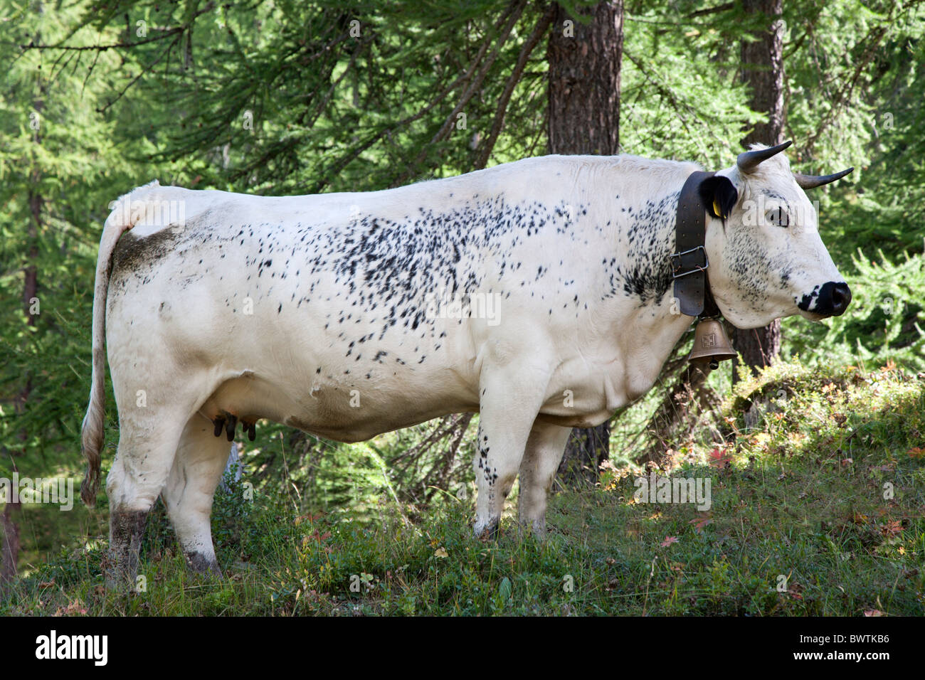 Kuh mit Glocke grasen im Sommer Weiden in der Nähe von Sportinia, Sauze d, Piemont, Italien Stockfoto