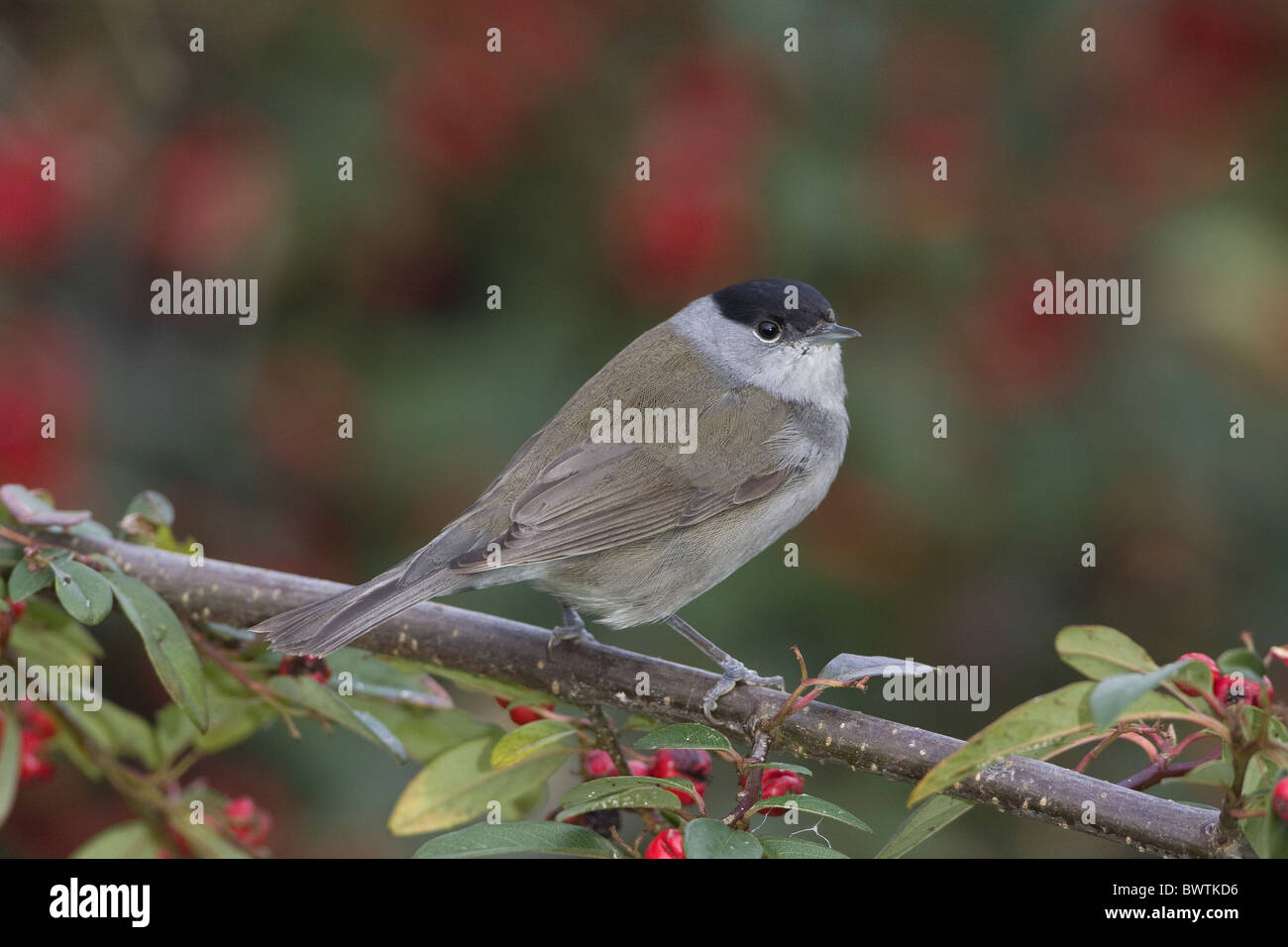 Mönchsgrasmücke (Sylvia Atricapilla) Männchen, gehockt Zwergmispel mit Beeren, England, Dezember Stockfoto