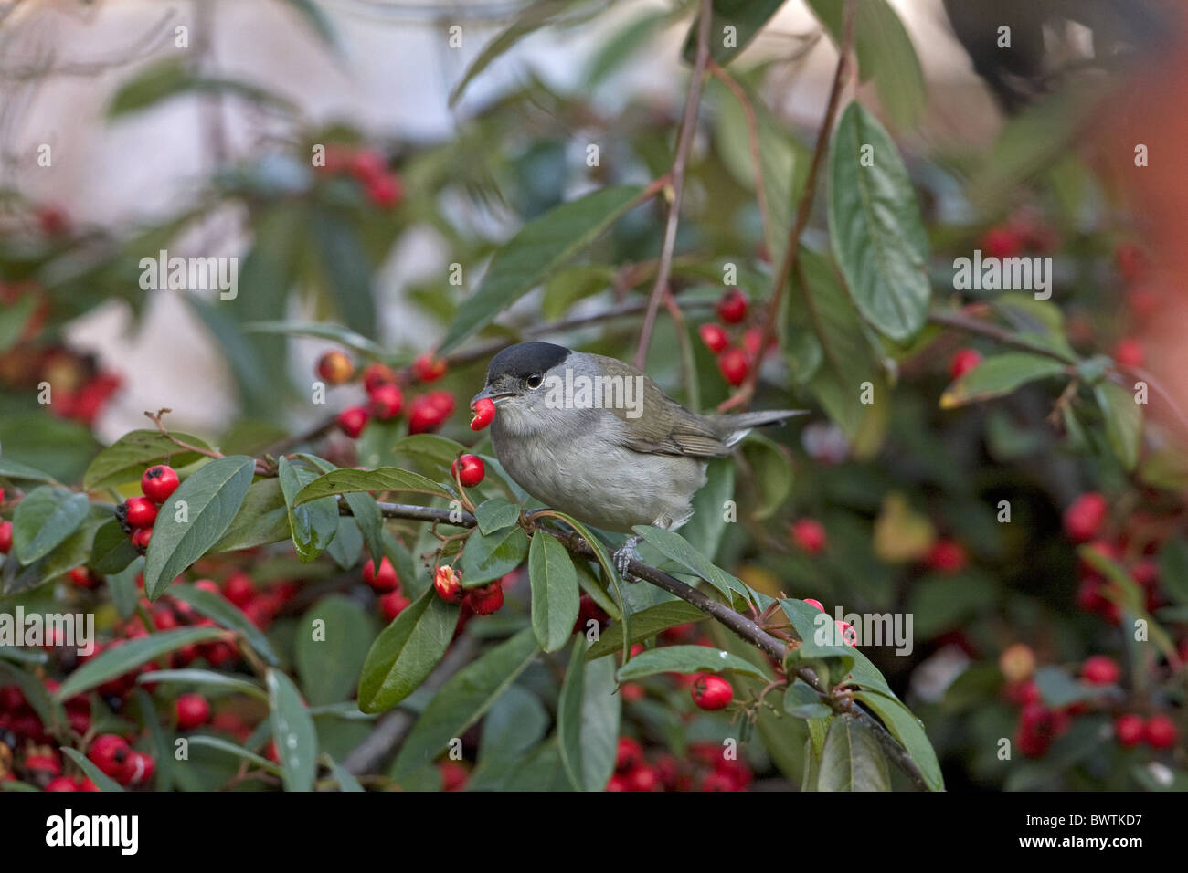 Erwachsene männliche Mönchsgrasmücke (Sylvia Atricapilla), Fütterung auf Zwergmispel Beeren im Garten, England, Dezember Stockfoto