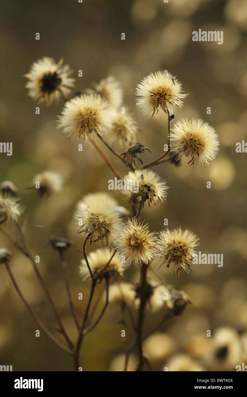 Glatte Hawksbeard Crepis Capillaris Seedhead Obst fruchttragenden Samen säen natürliche wilde Tierwelt Natur Umwelt Stockfoto