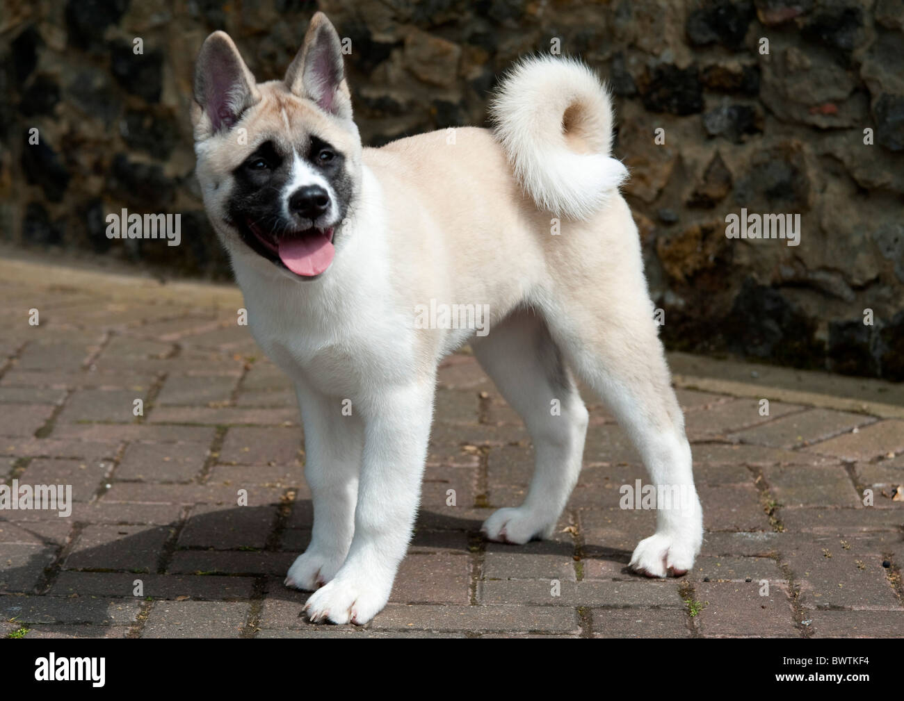 Japanischer Akita Hund Welpe UK Stockfoto
