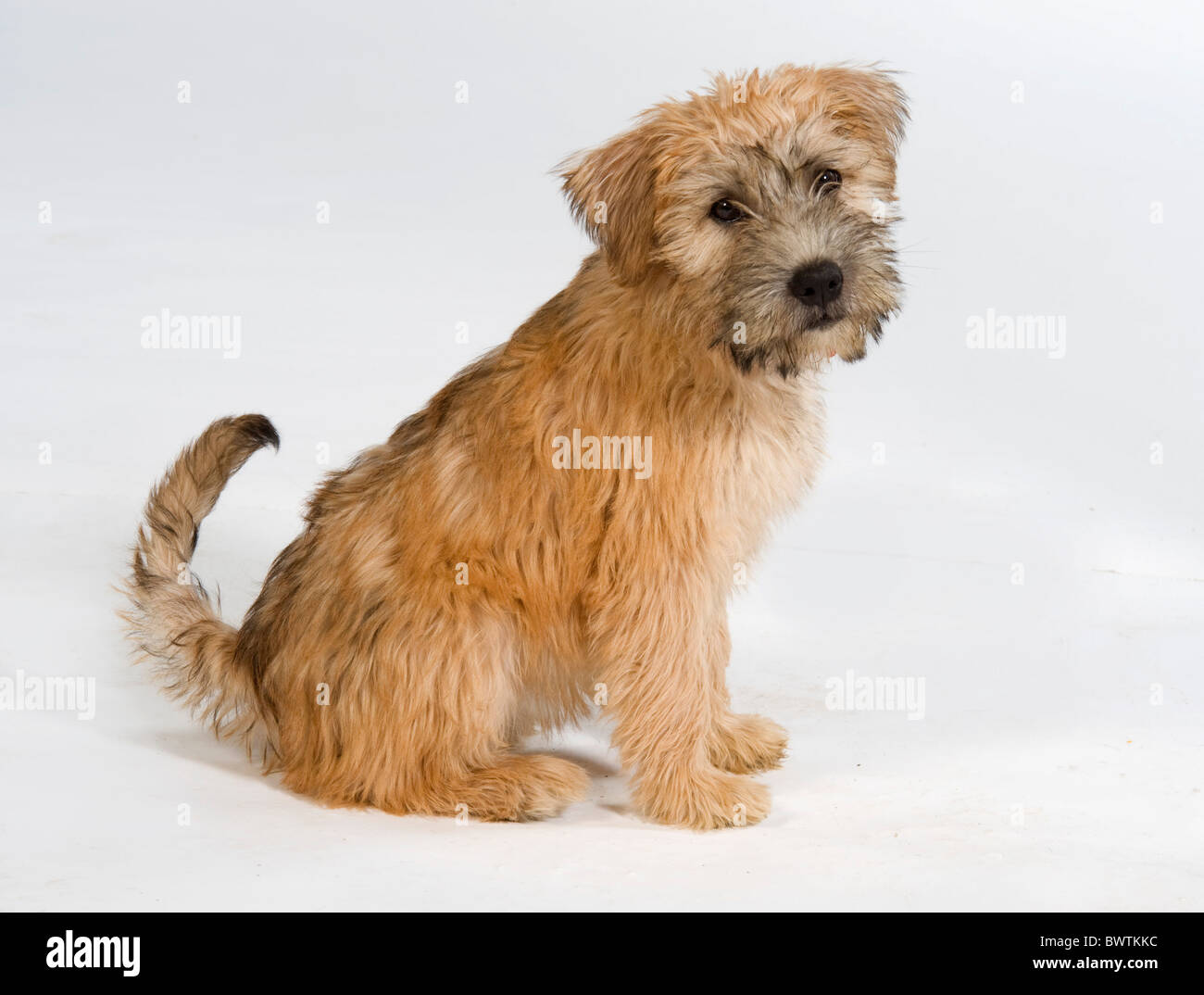 Tibetischer Terrier Hund sitzt im Studio UK Stockfoto