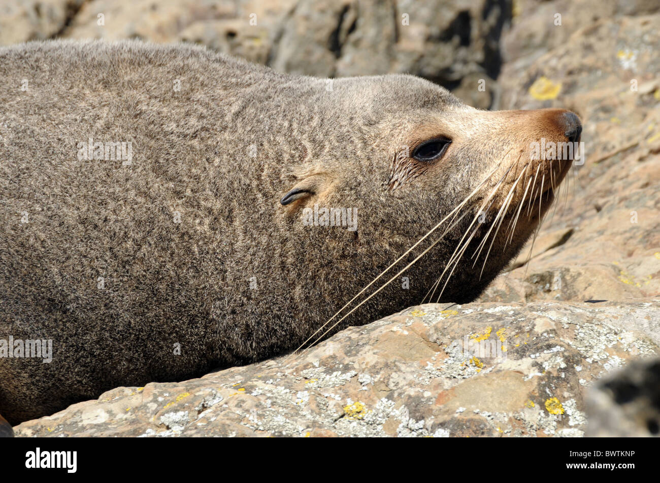 New Zealand Seebär Arctocephalus Forsteri an Kaikora Küste Stockfoto