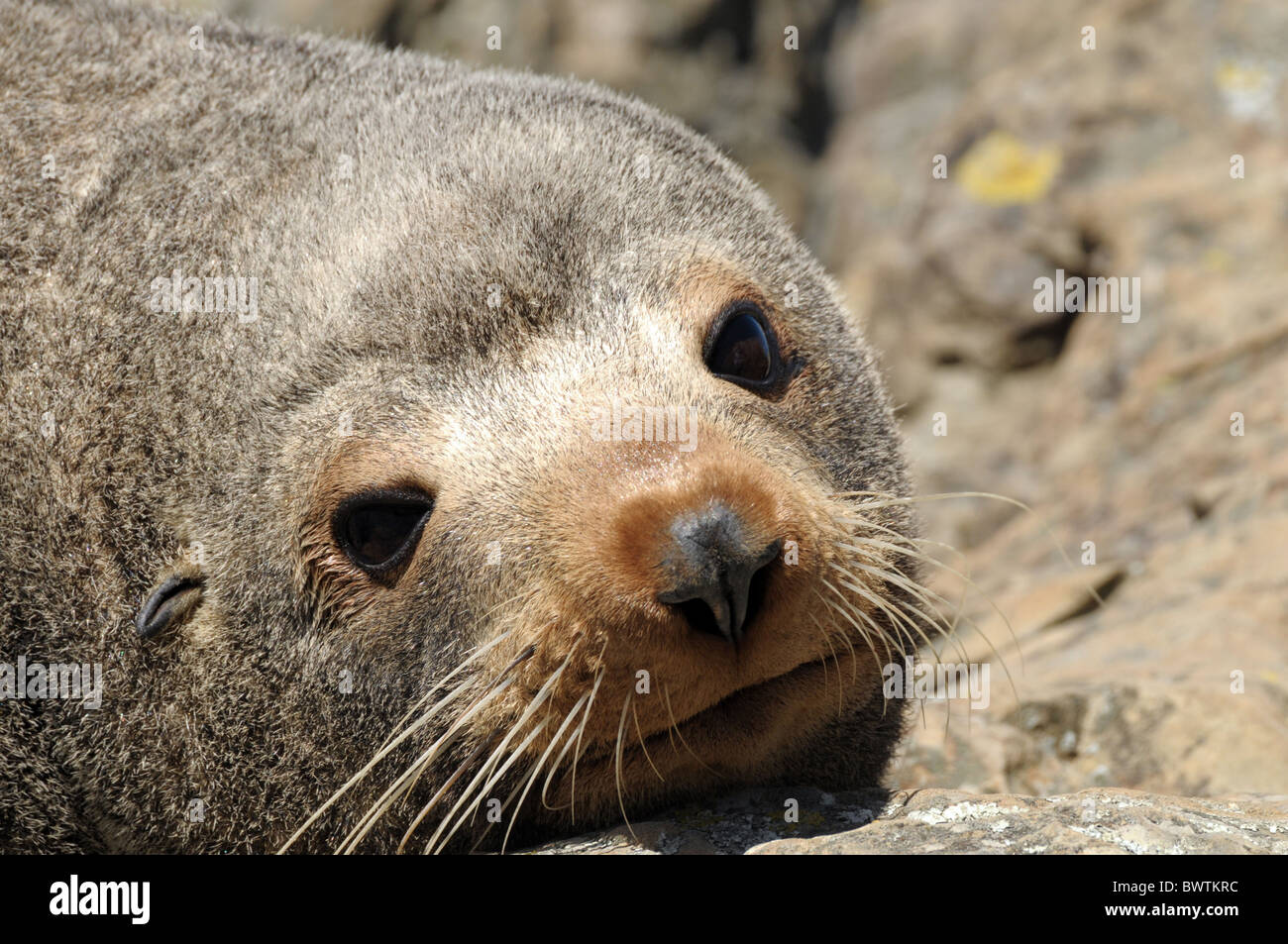 New Zealand Seebär Arctocephalus Forsteri an Kaikora Küste Stockfoto