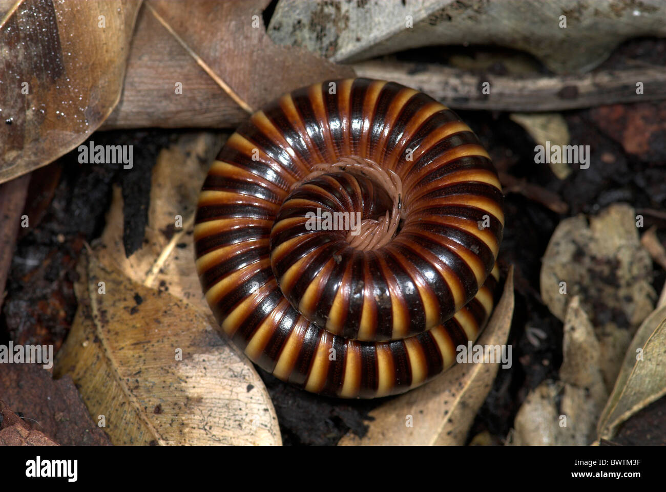 Afrikanischen Riesen Tausendfüßer Archispirostreptus gigas Stockfoto