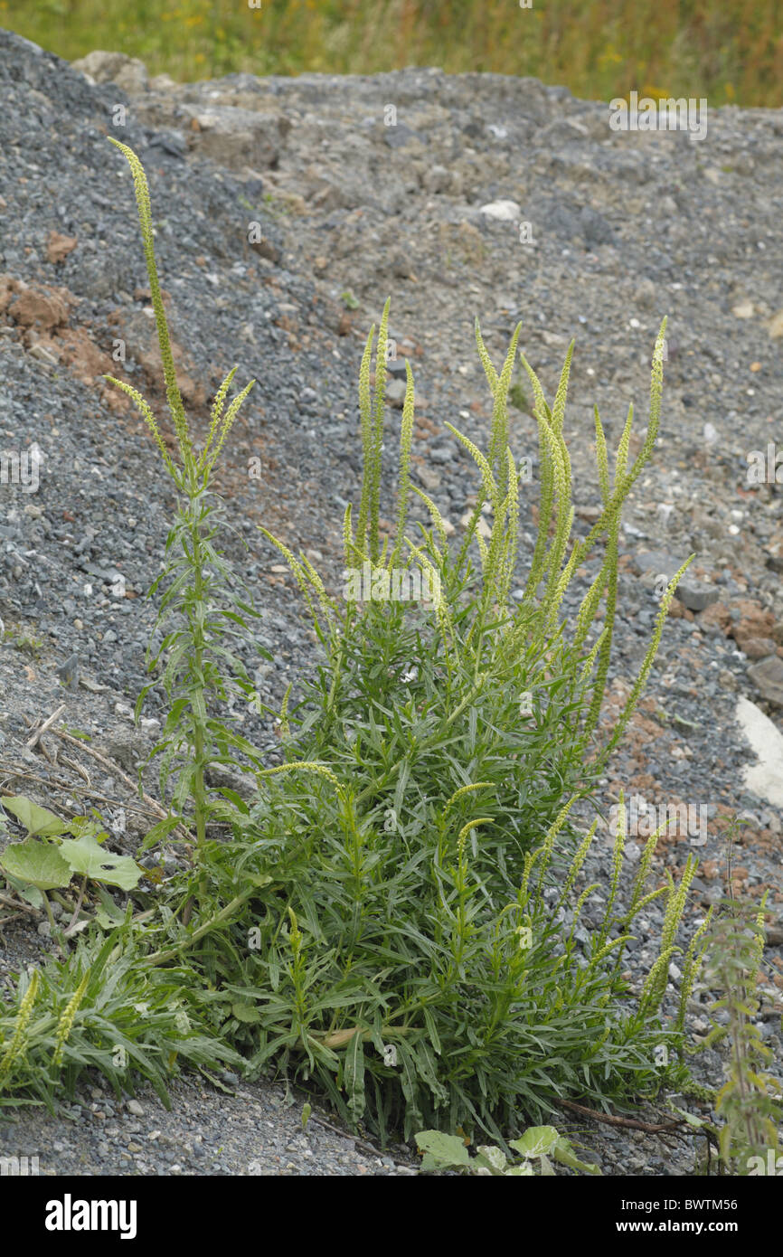 Schweißen Reseda Luteola der Färberwau Natur natürliche wilde Tierwelt Umwelt Umwelt Europa Europäische Powys, wales Großbritannien Stockfoto