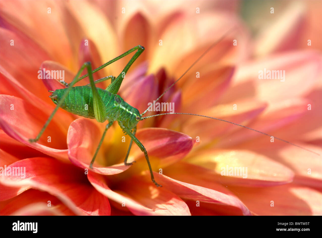 Speckled Bush Cricket Leptophyes Punctatissima UK Stockfoto