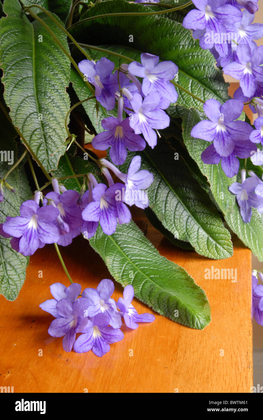 Streptocarpus indoor Pflanzen drinnen Cape Primrose Stiel Blüte blüht