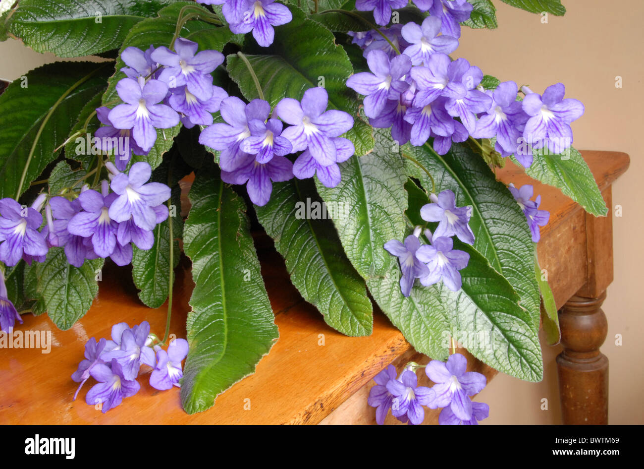 Streptocarpus Cape Primrose innen drinnen Zimmerpflanze Zimmerpflanzen  Afrika afrikanische Blte blau blht Blte Blume Blumen Stockfotografie -  Alamy